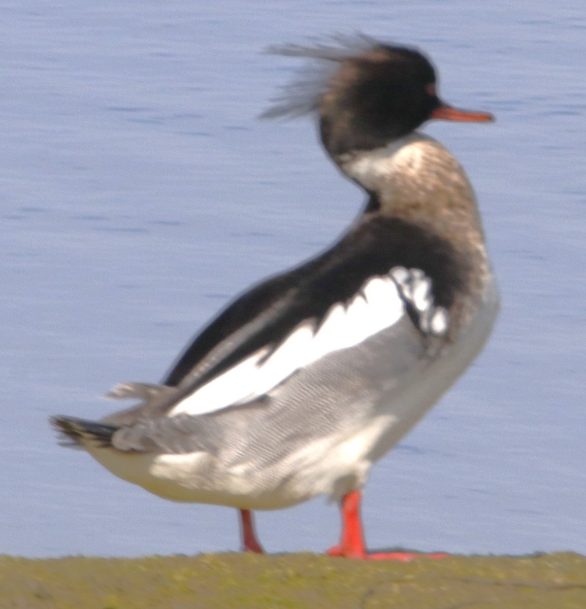 Red-breasted Merganser - Barry Spolter