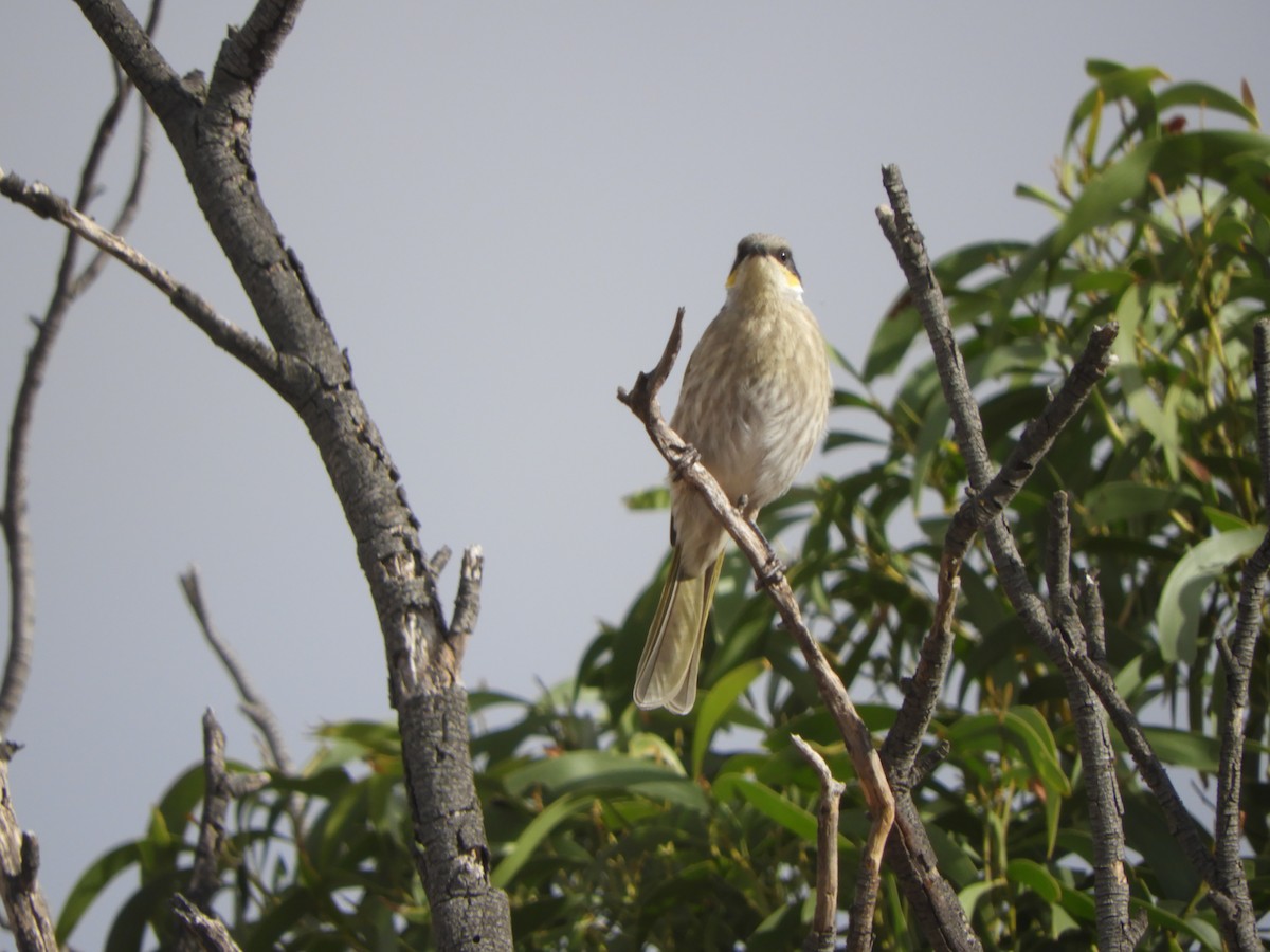 Singing Honeyeater - ML616451526