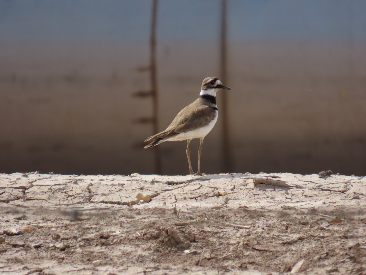 Killdeer - ML616451530