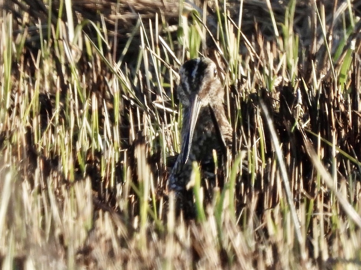 Wilson's Snipe - ML616451543