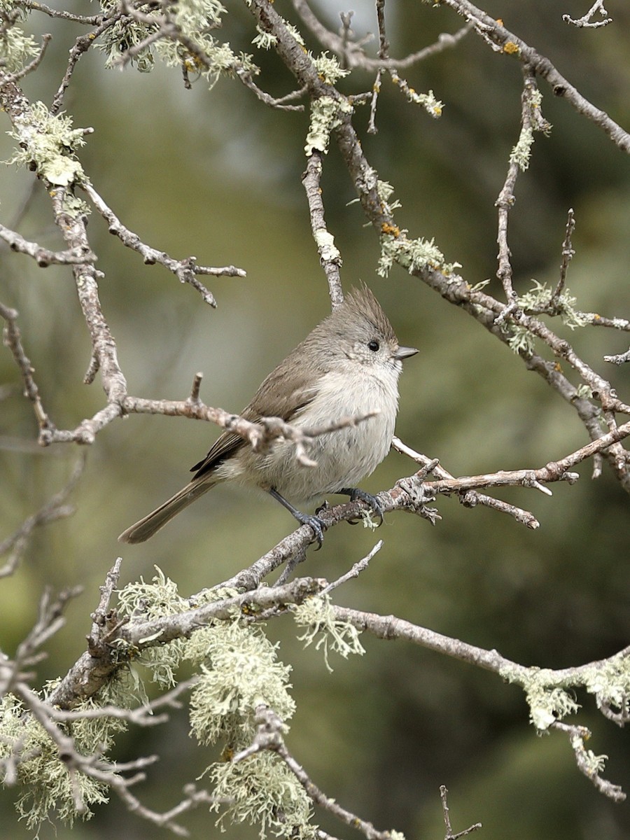 Oak Titmouse - ML616451556