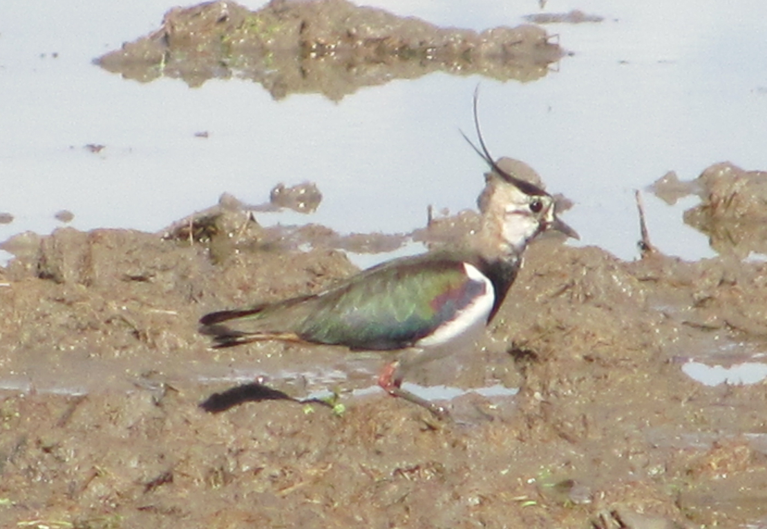 Northern Lapwing - ML616451558