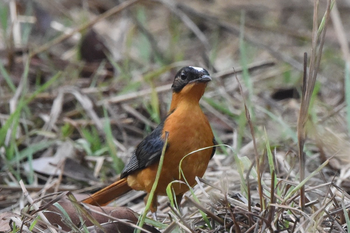 Snowy-crowned Robin-Chat - ML616451565