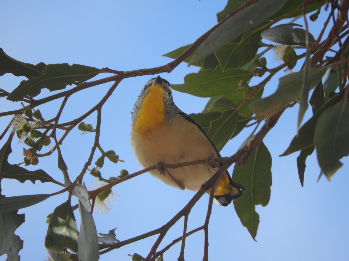 Spotted Pardalote - ML616451619