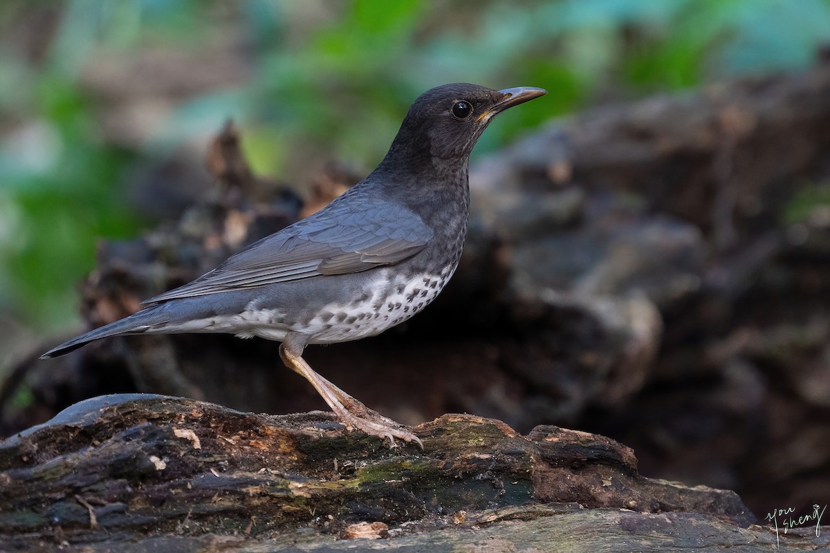 Japanese Thrush - ML616451623