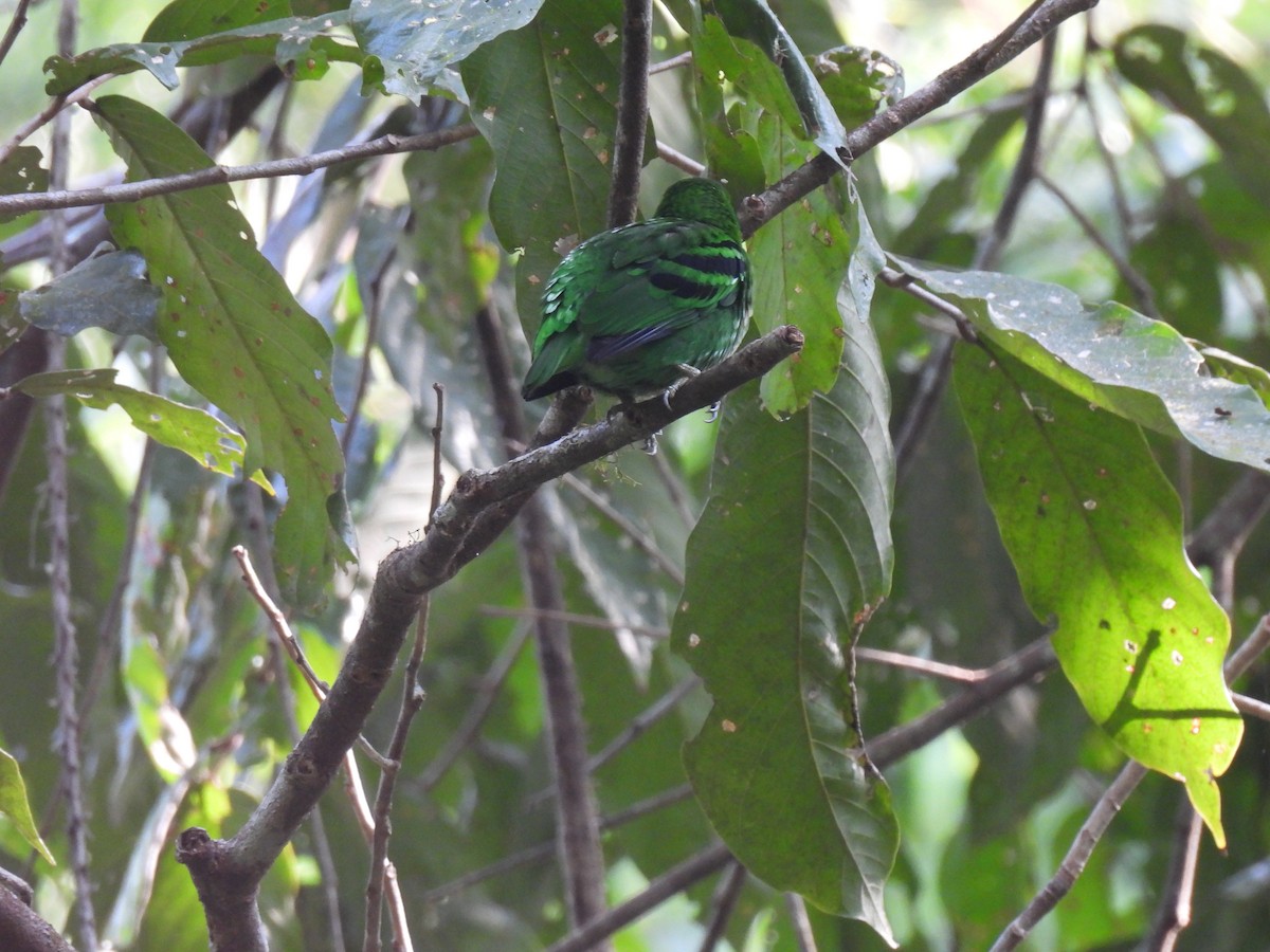 Green Broadbill - Diane Bricmont