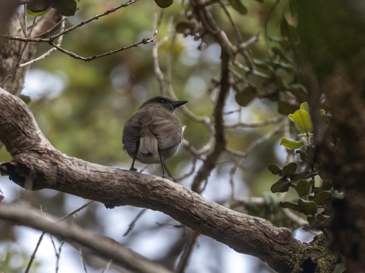 Hawaiiklarino - ML616451646