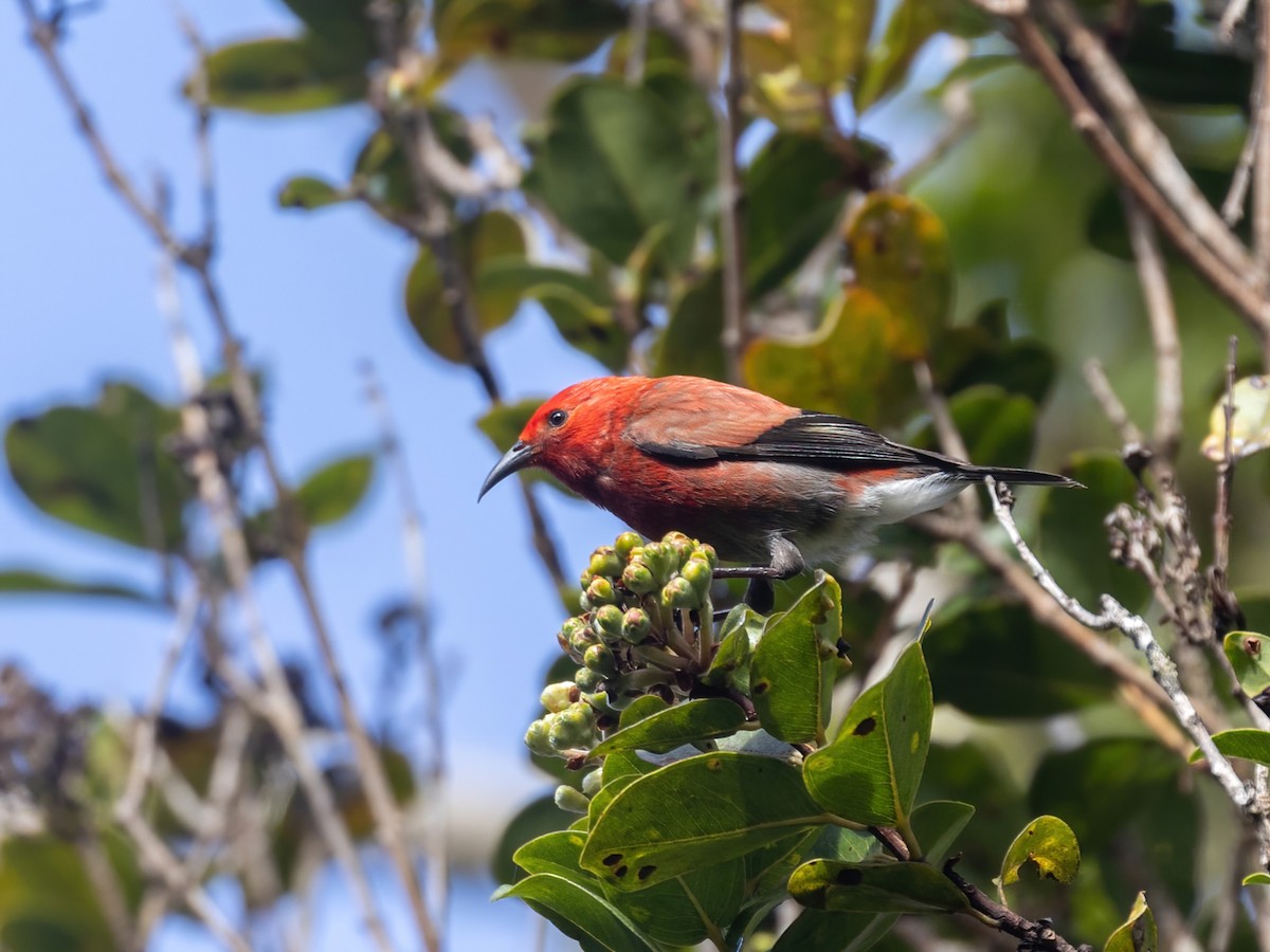 Apapanekleidervogel - ML616451658