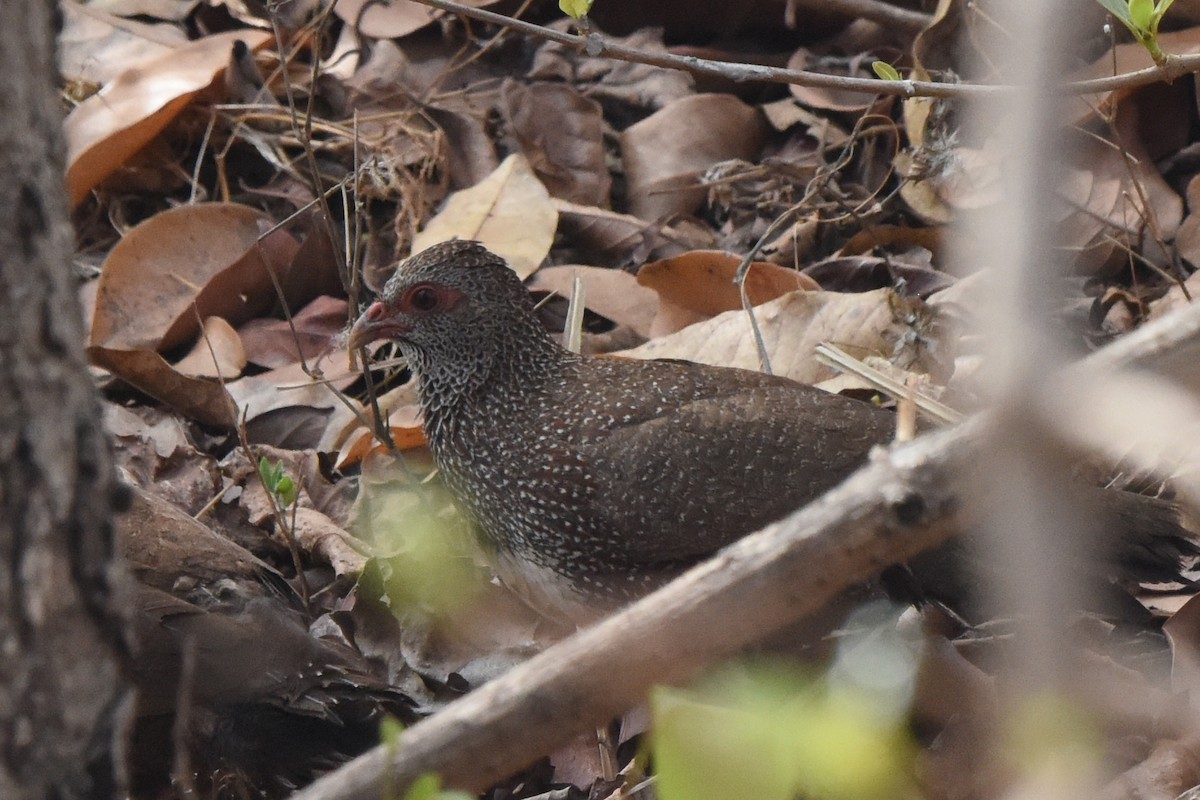 Stone Partridge - ML616451712