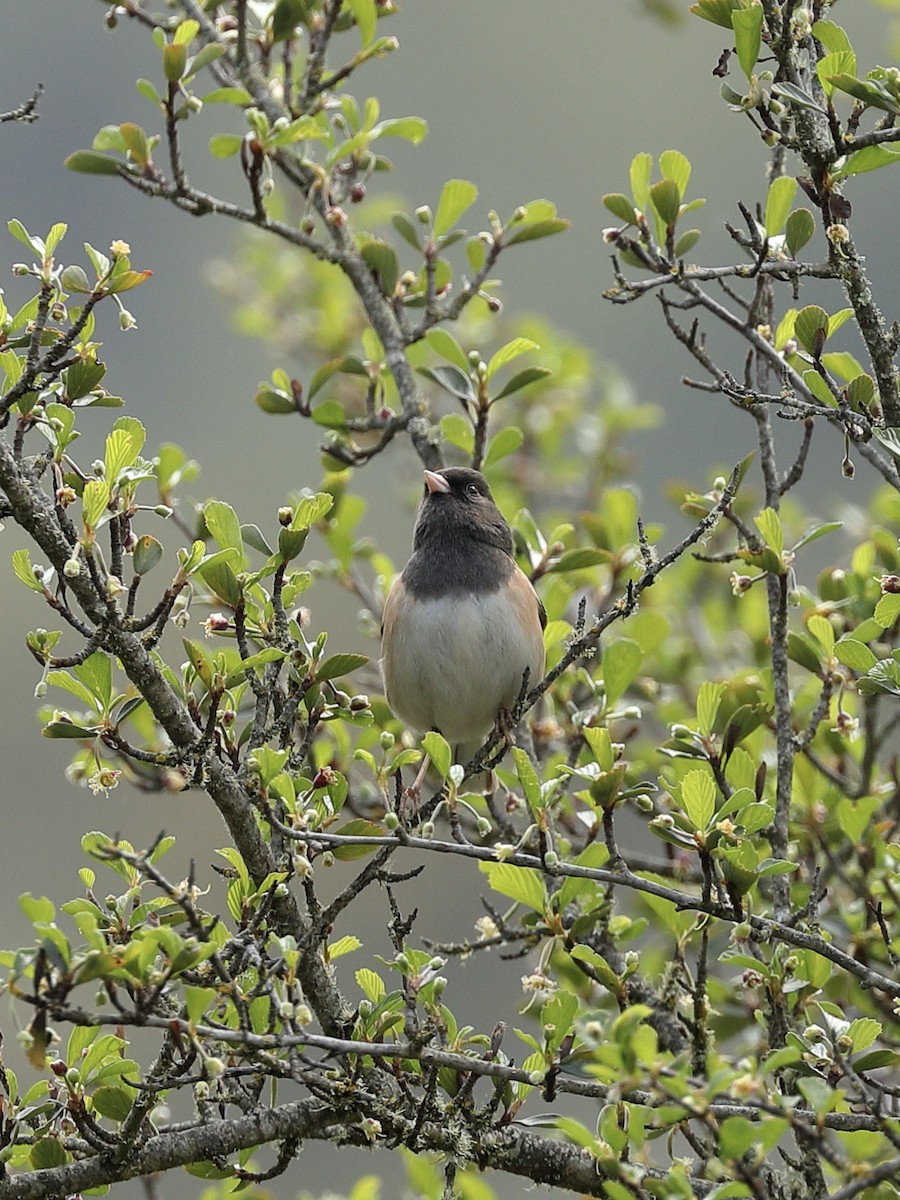 Dark-eyed Junco - ML616451713