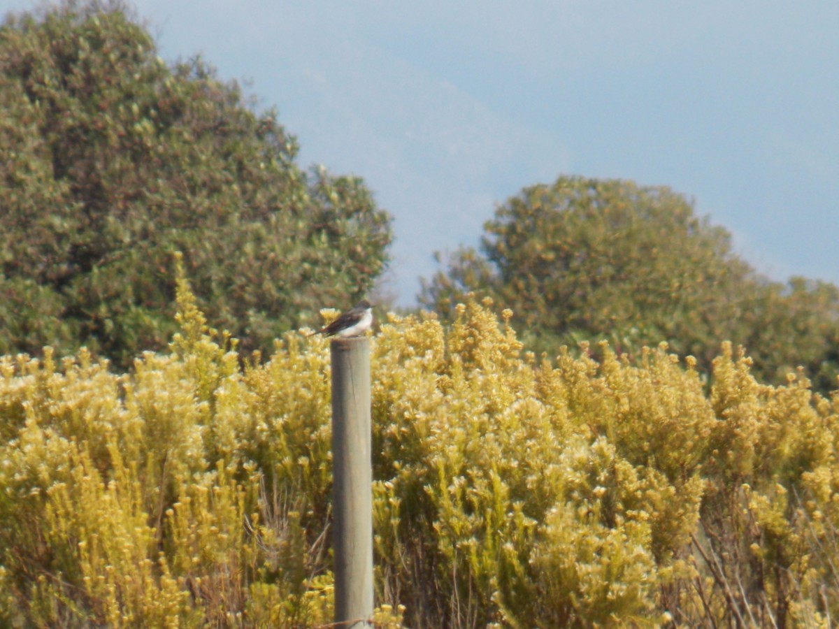 Fork-tailed Flycatcher - ML616451730