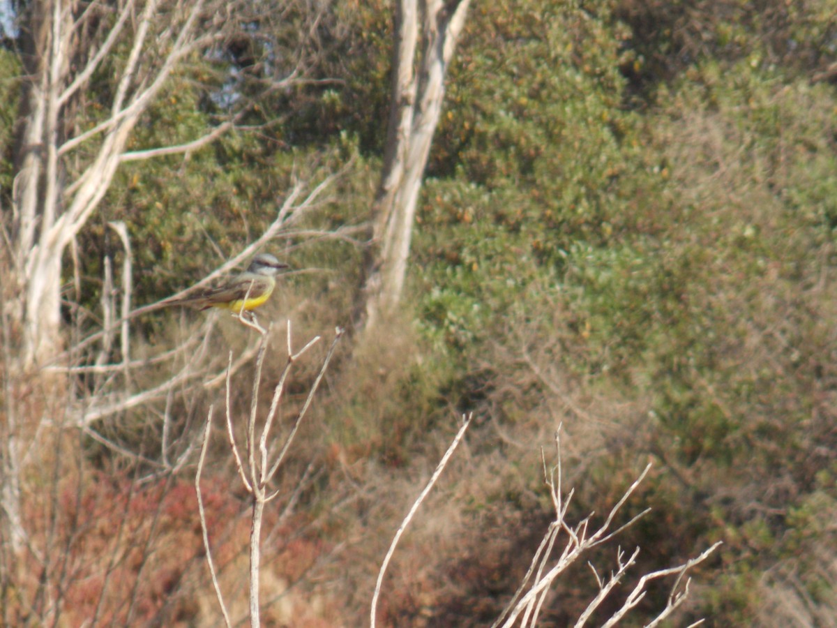 Tropical Kingbird - ML616451828