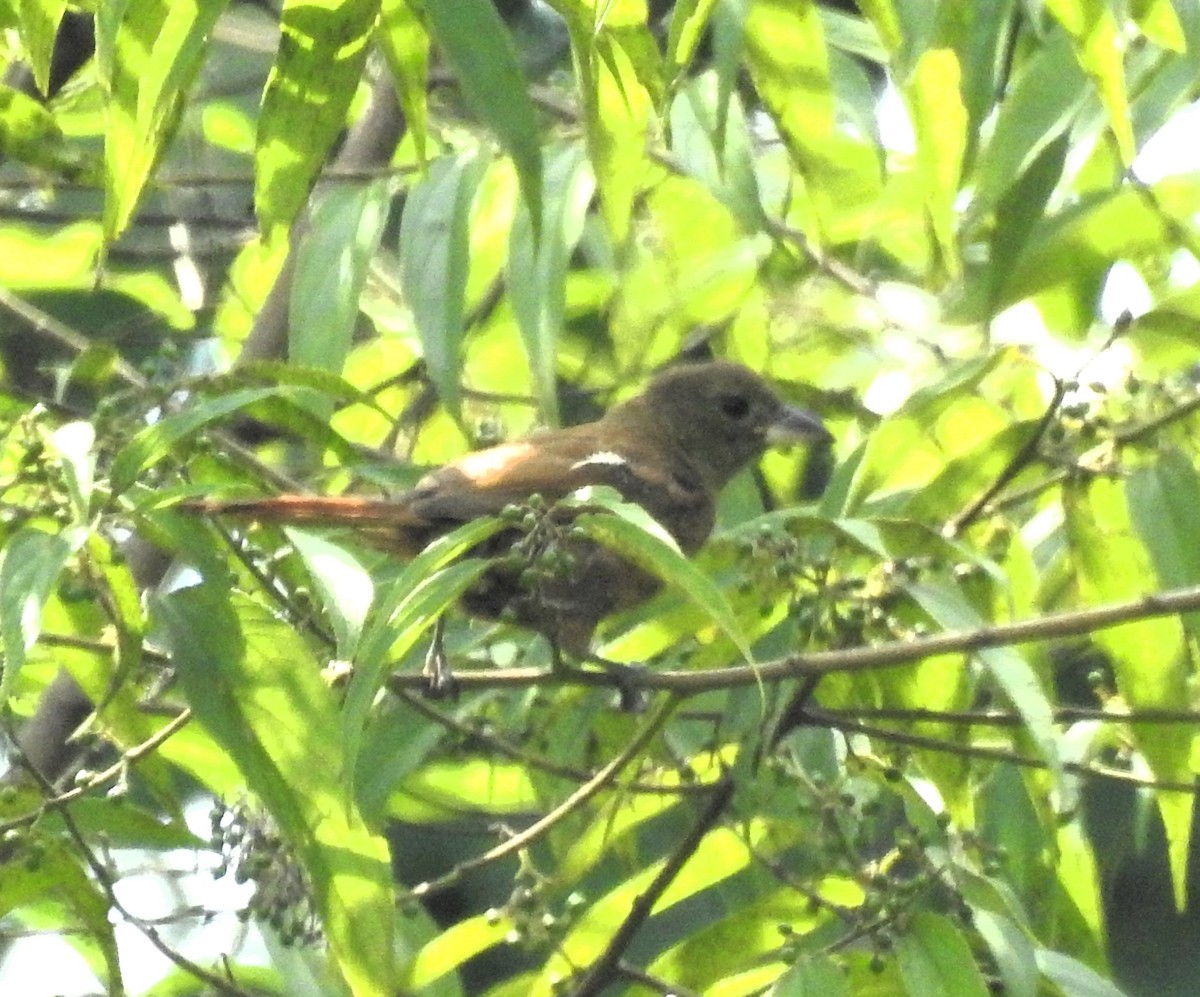 Ruby-crowned Tanager - Albeiro Erazo Farfán