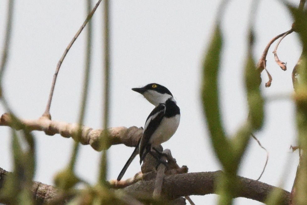 Senegal Batis - Nick Moore