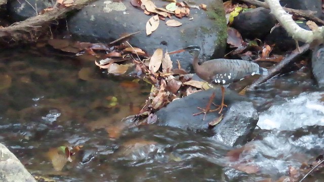 Sunbittern - ML616451911