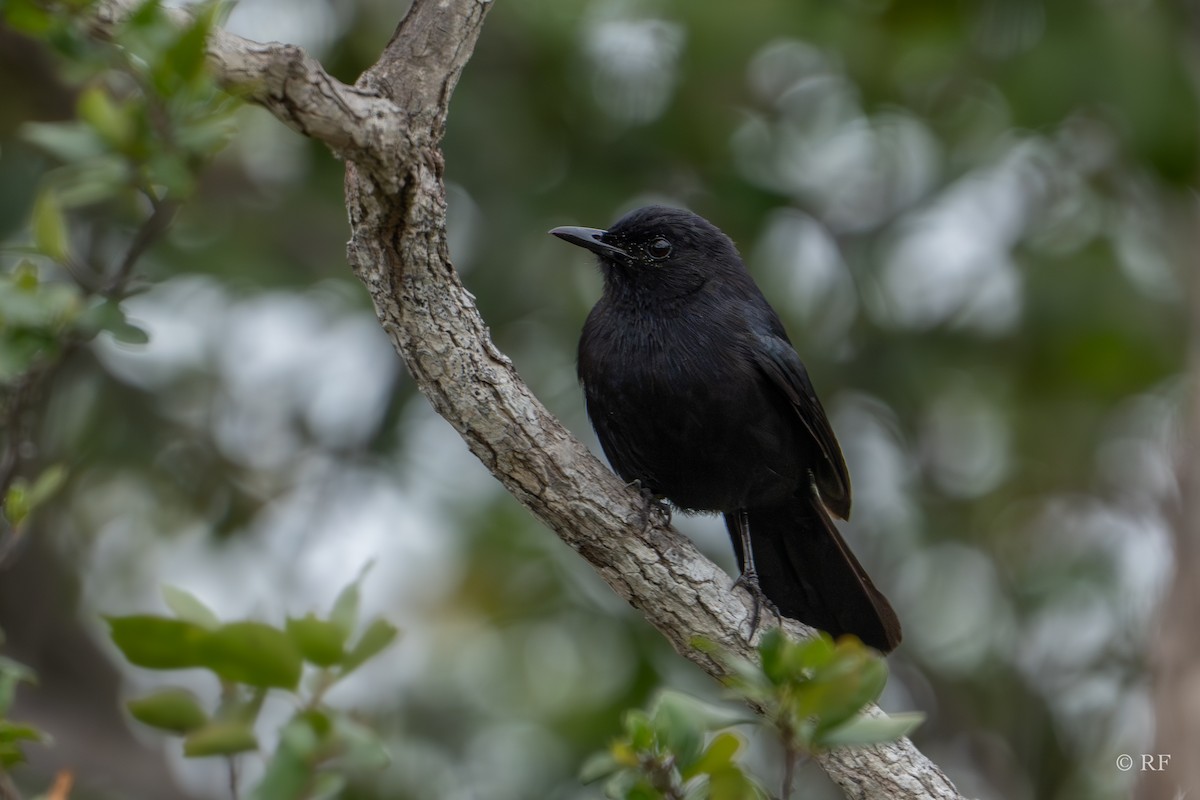 Black Catbird - ML616451925