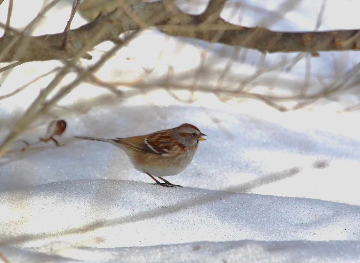 American Tree Sparrow - ML616451941