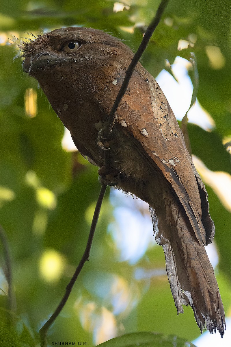 Sri Lanka Frogmouth - ML616451964