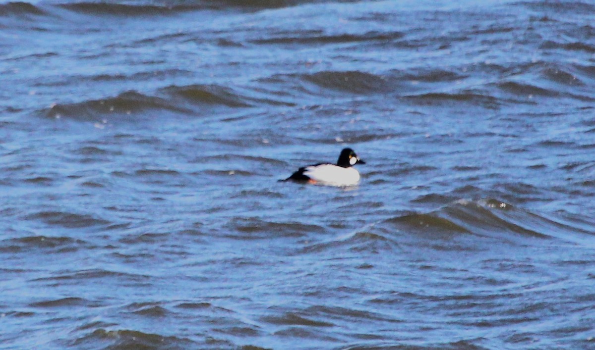 Common Goldeneye - ML616451968