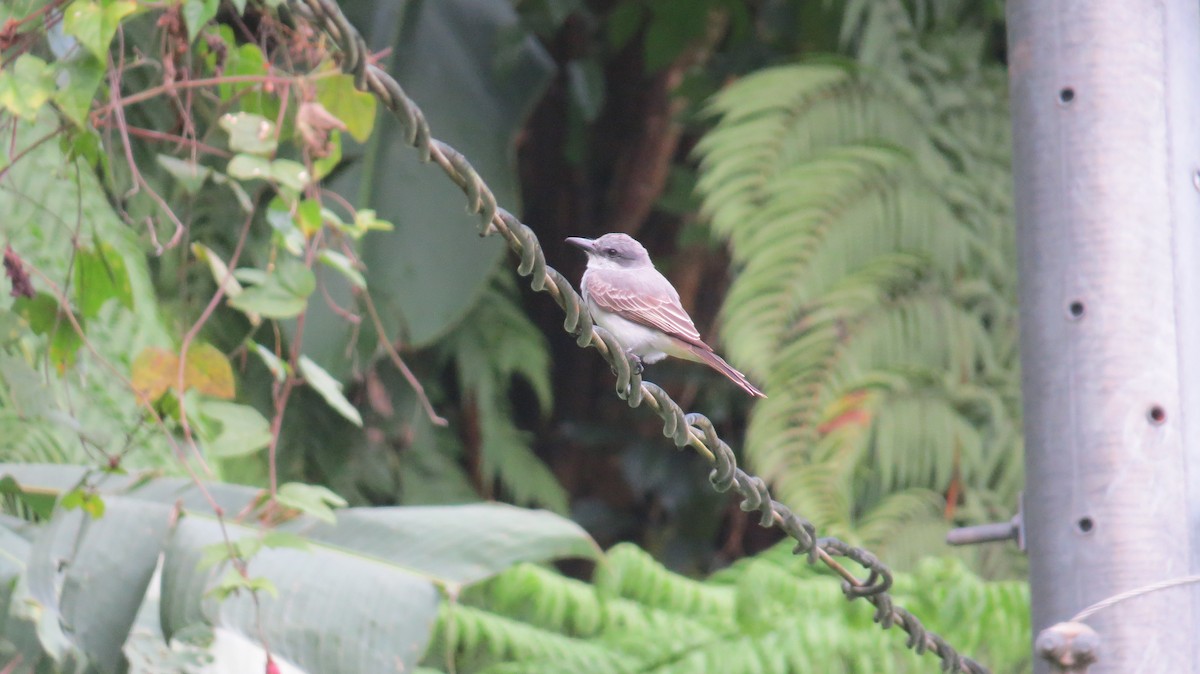 Gray Kingbird - ML616452023