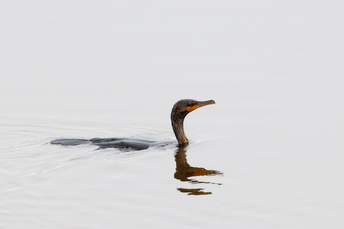 Double-crested Cormorant - Chris Kennelly