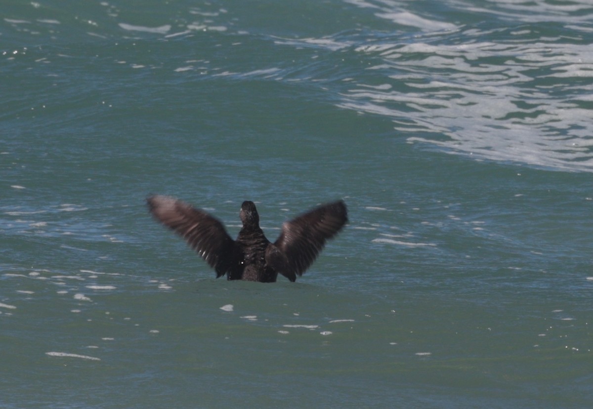 Surf Scoter - ML616452077