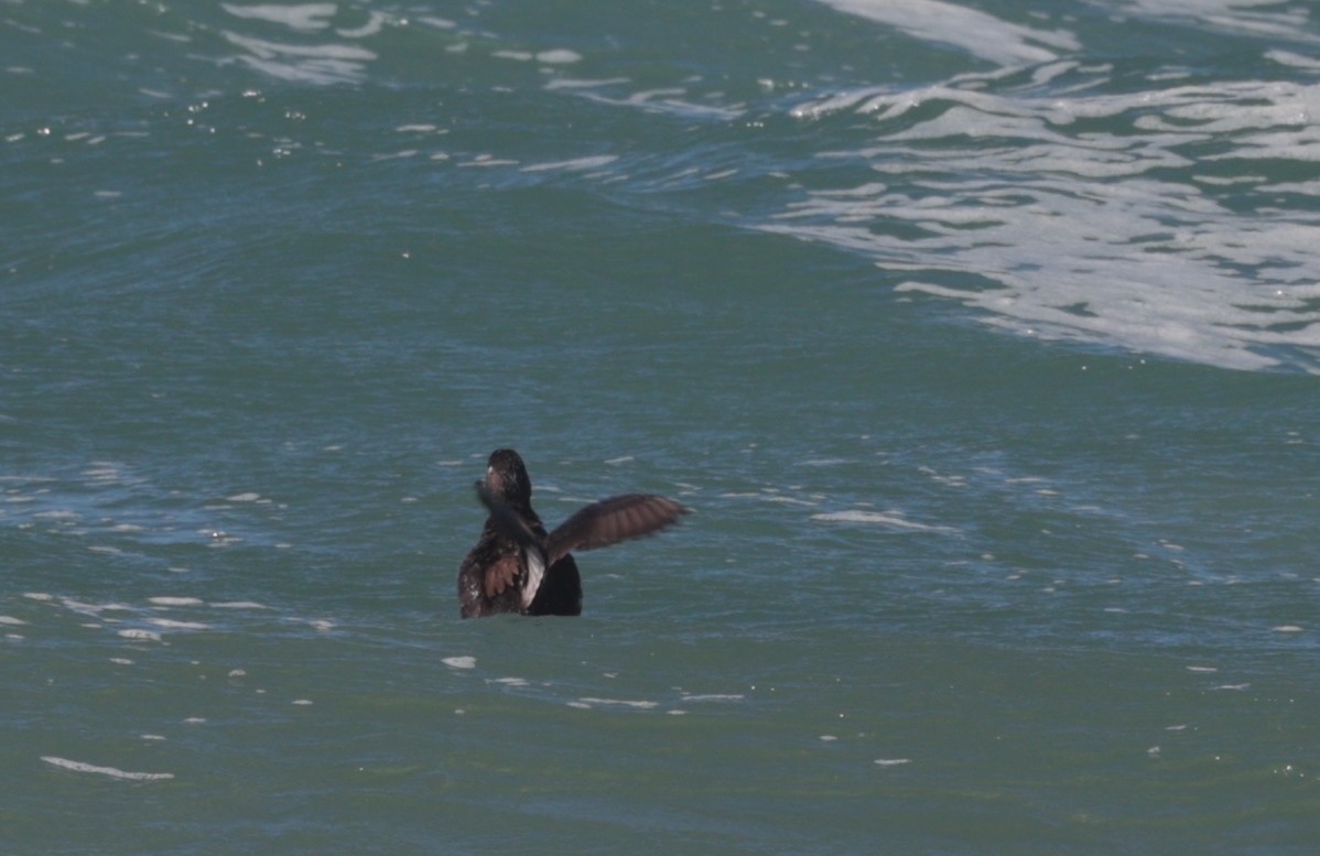 Surf Scoter - ML616452082