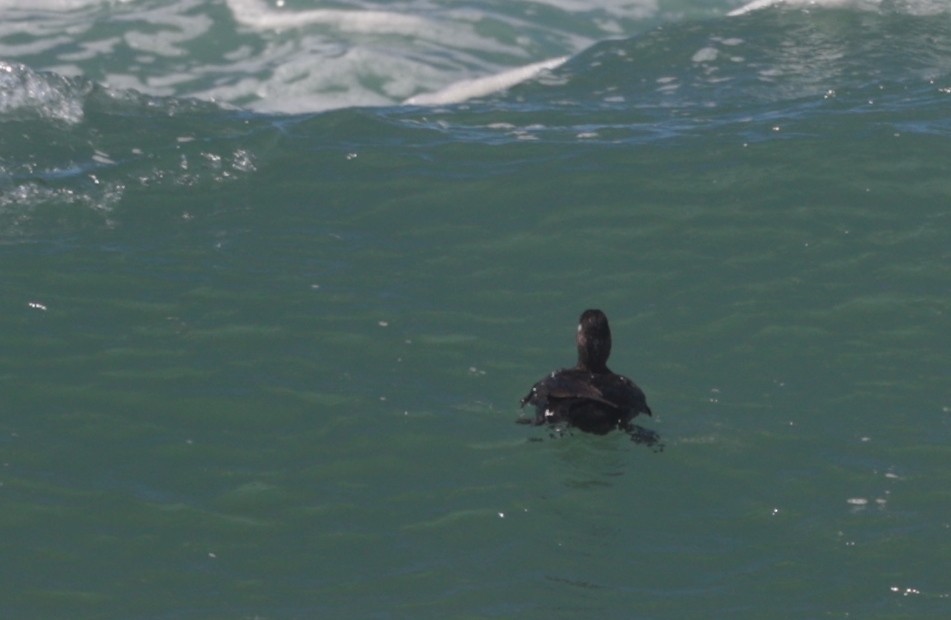 Surf Scoter - ML616452083