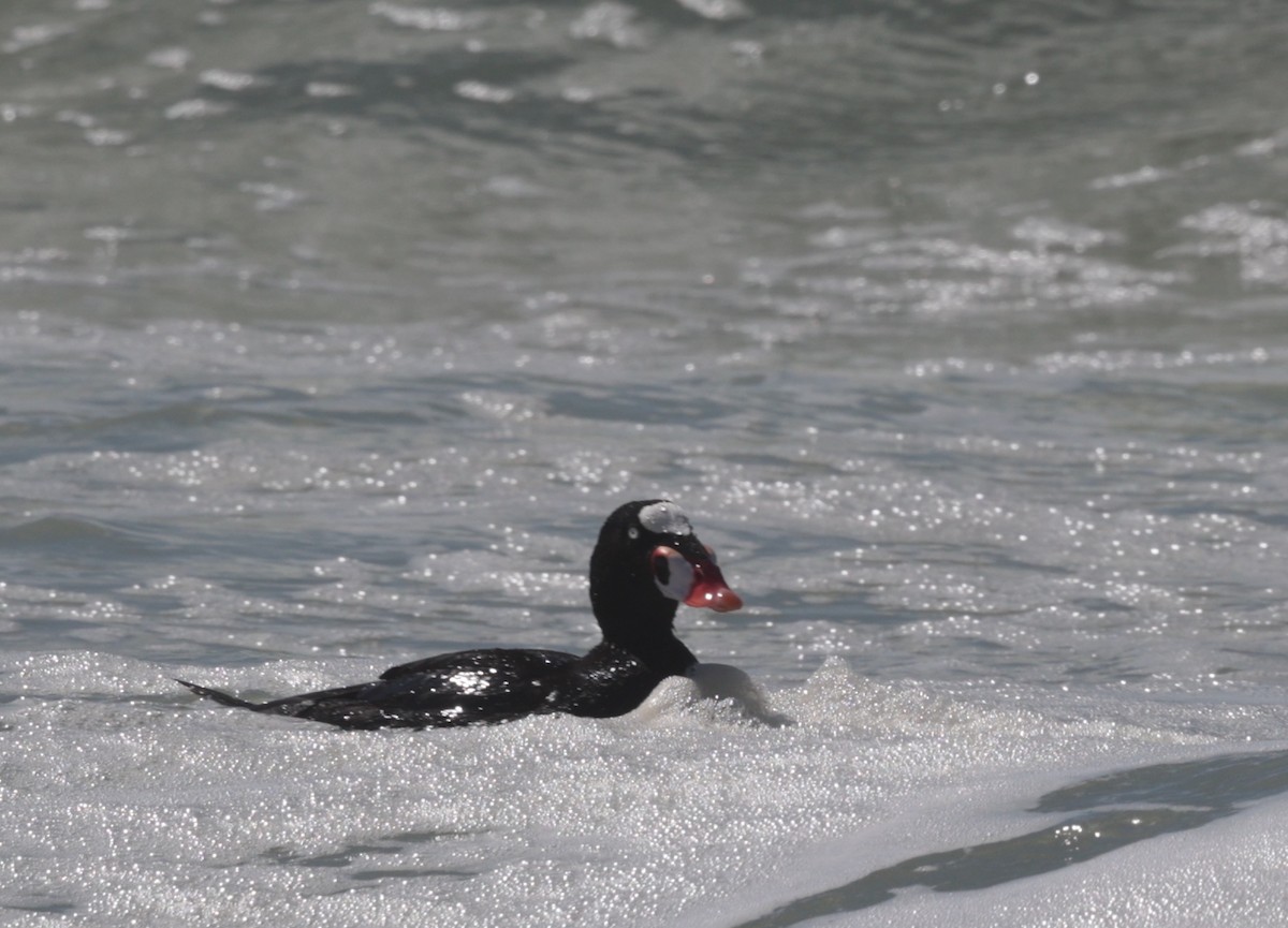 Surf Scoter - ML616452085