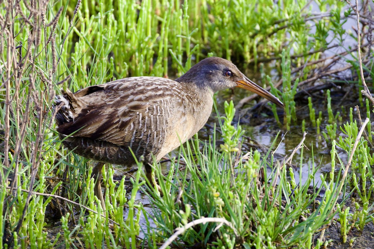 Clapper Rail - Gary Desormeaux