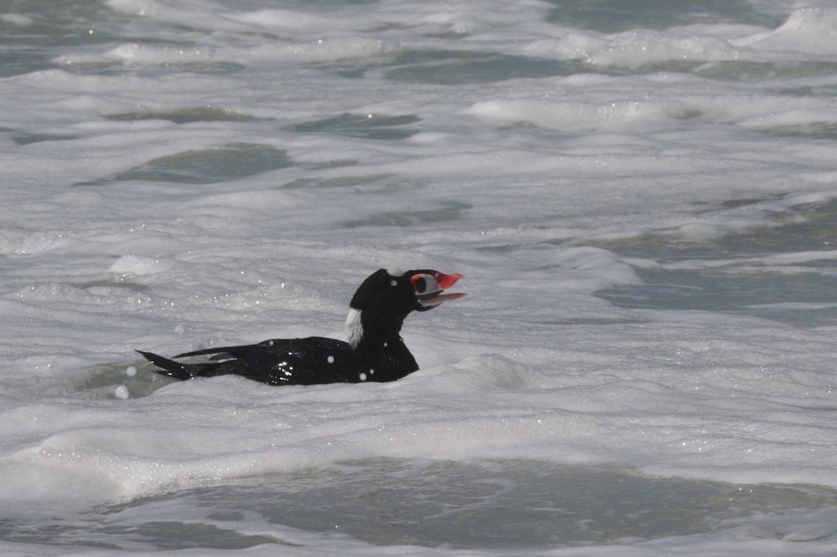 Surf Scoter - ML616452095