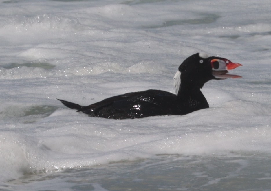 Surf Scoter - ML616452097