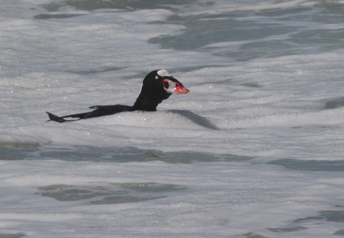 Surf Scoter - ML616452099