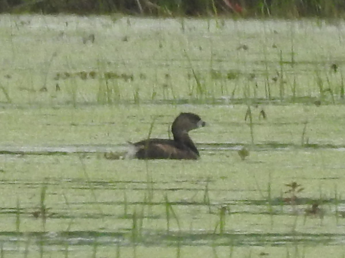 Pied-billed Grebe - Daniel Patterson