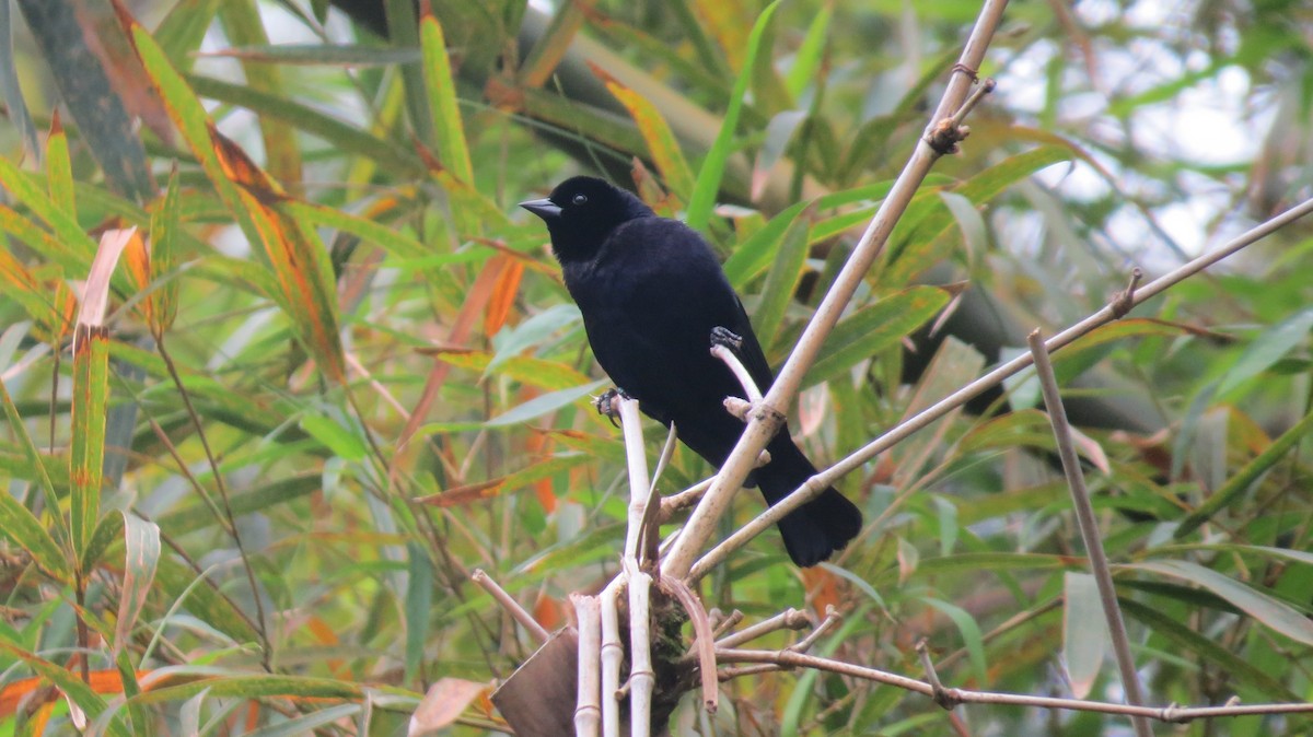 Shiny Cowbird - Jennie Lanzendorf