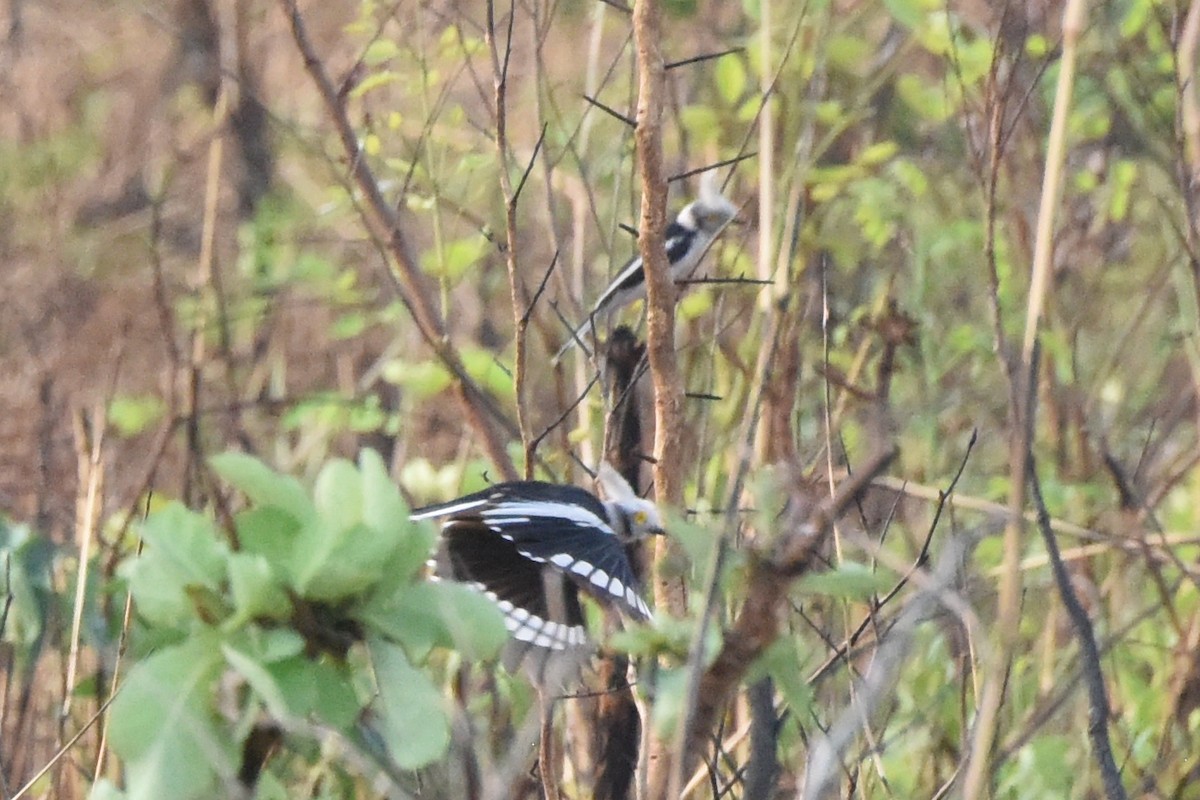 White Helmetshrike - ML616452133