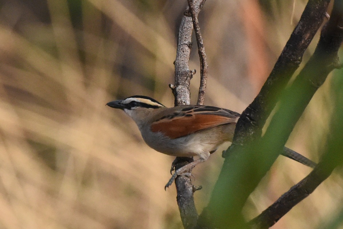 Black-crowned Tchagra - ML616452152