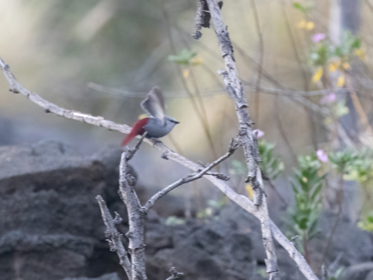 Lavender Waxbill - ML616452173