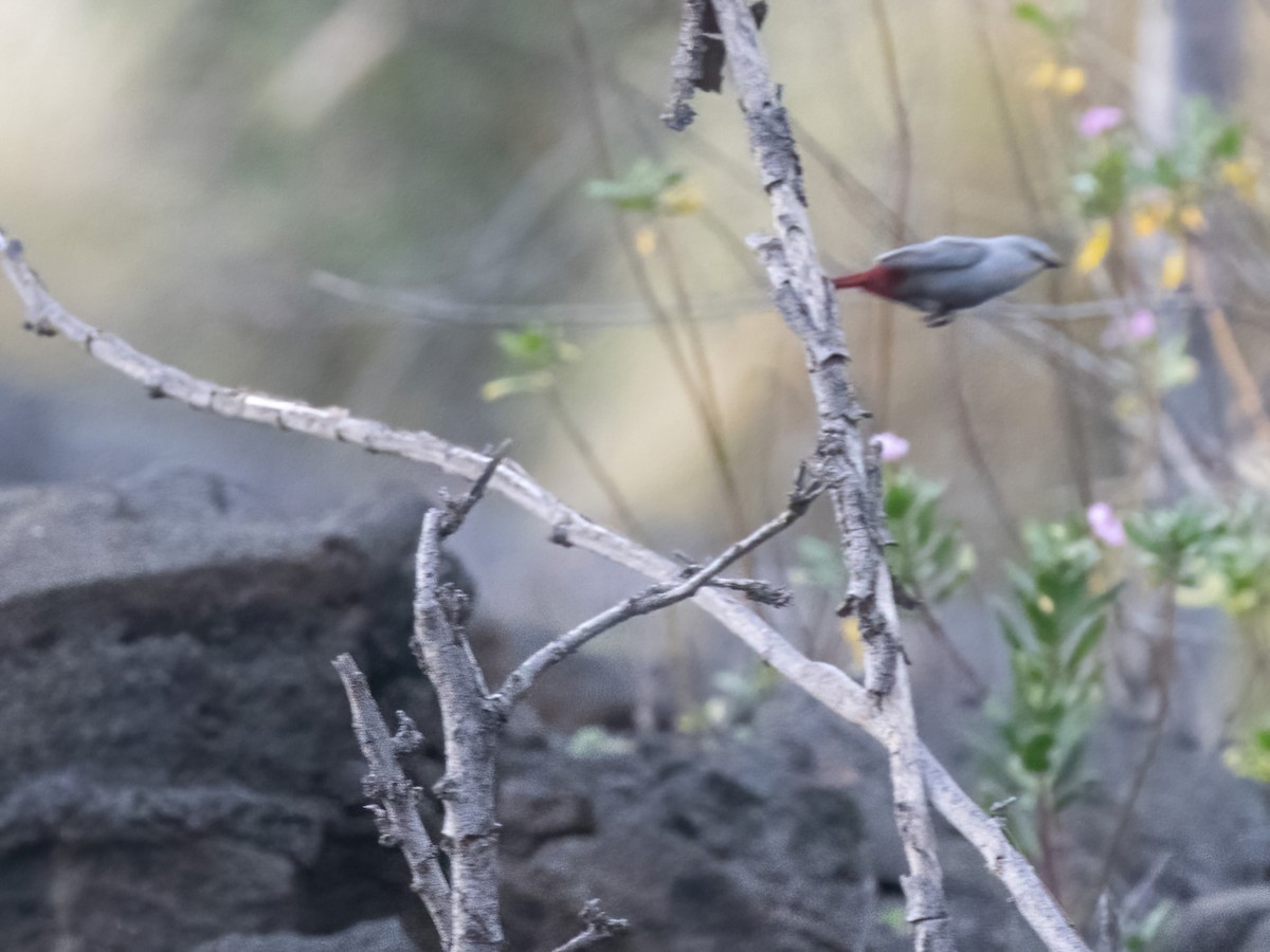 Lavender Waxbill - ML616452174