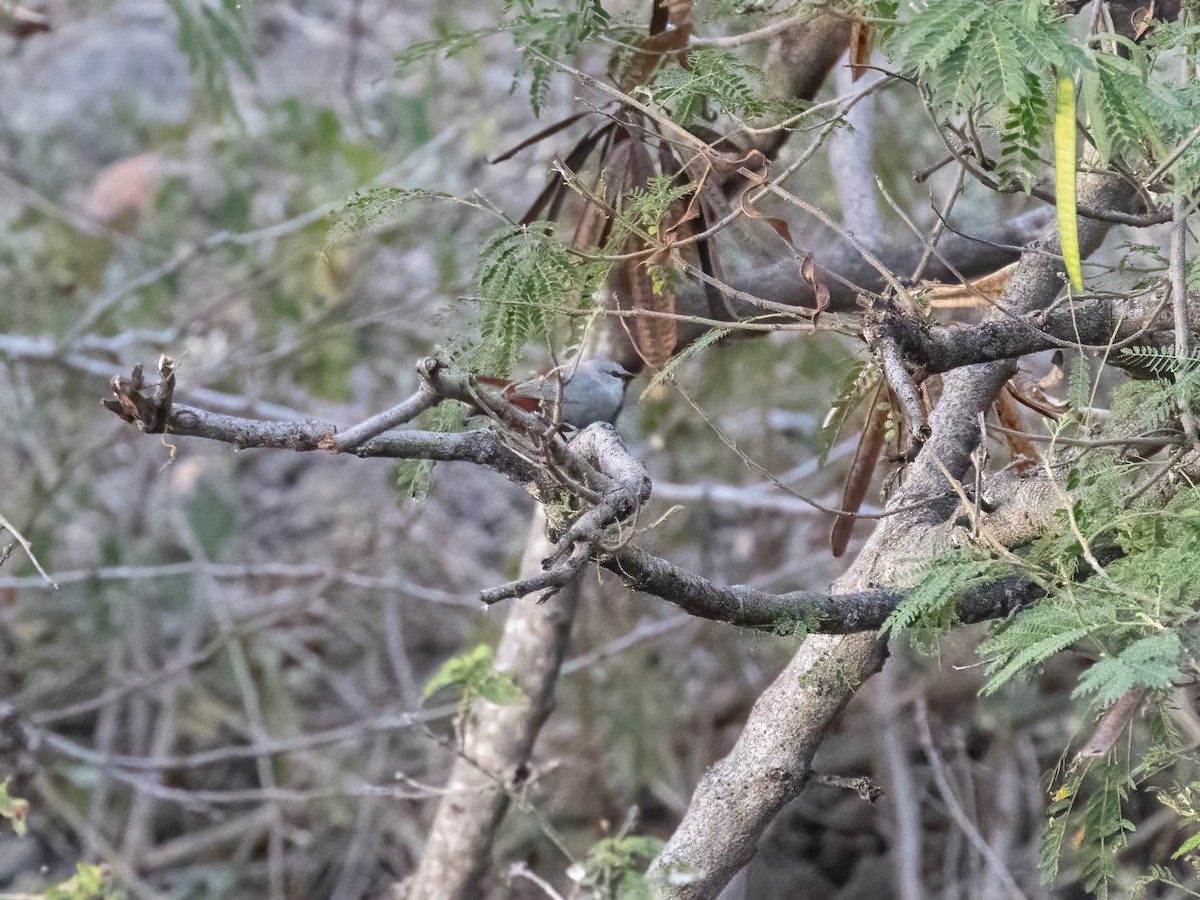 Lavender Waxbill - ML616452176