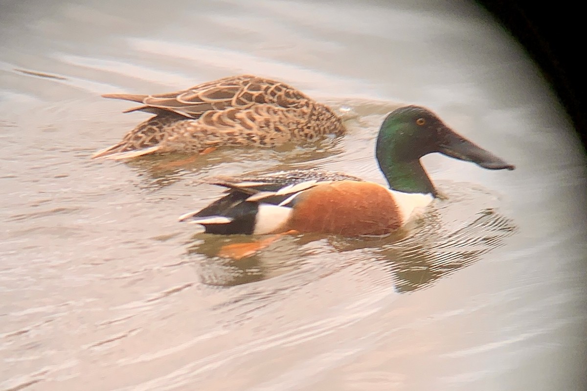 Northern Shoveler - ML616452252