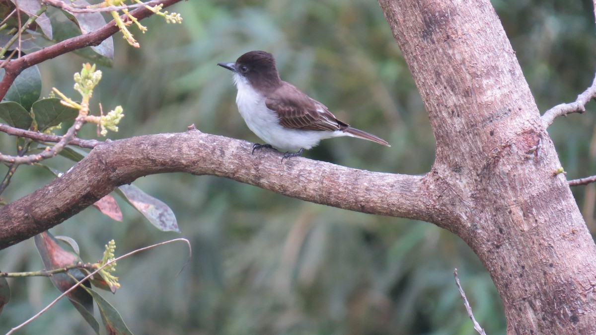 Loggerhead Kingbird - ML616452267