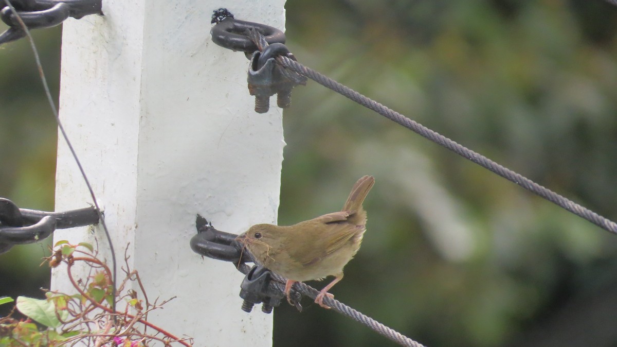 Black-faced Grassquit - ML616452294