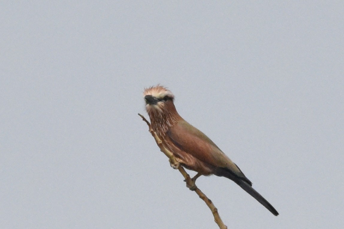 Rufous-crowned Roller - ML616452299