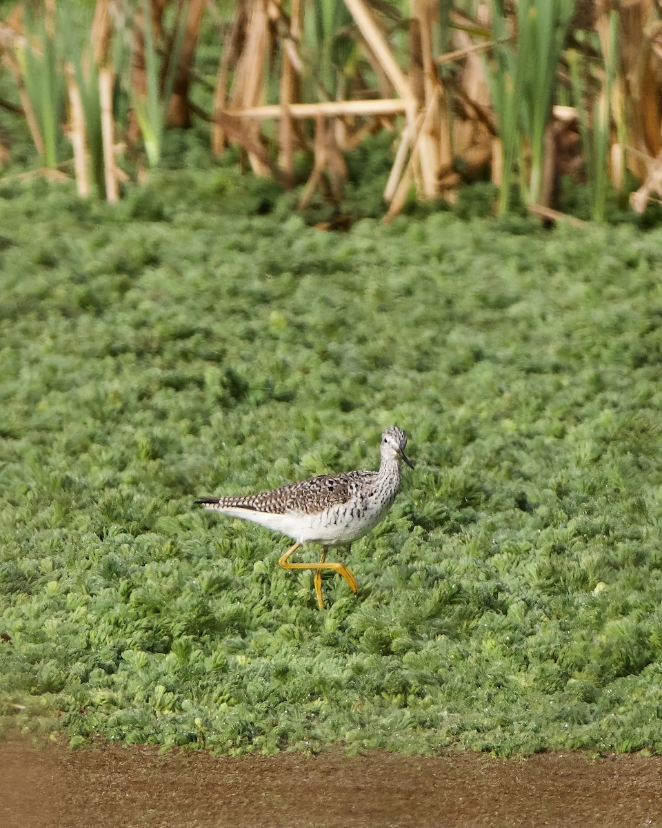 Greater Yellowlegs - ML616452302