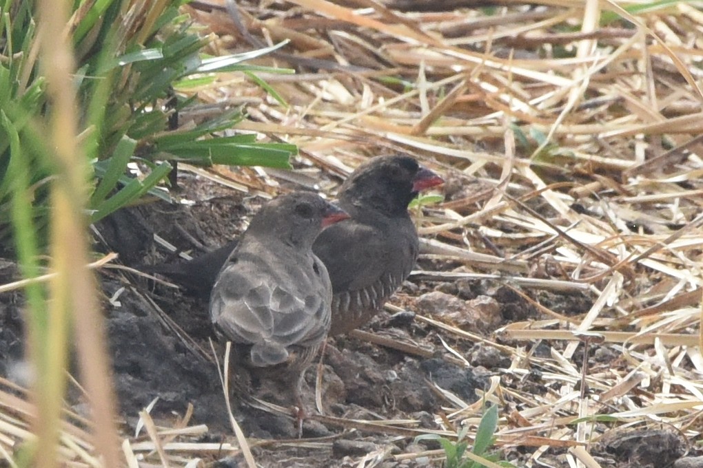 Quailfinch (Black-faced) - ML616452304