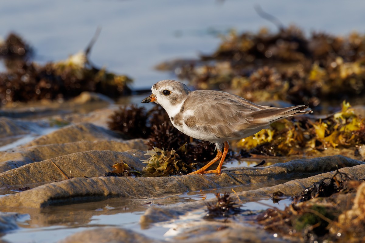 Piping Plover - Chris Kennelly