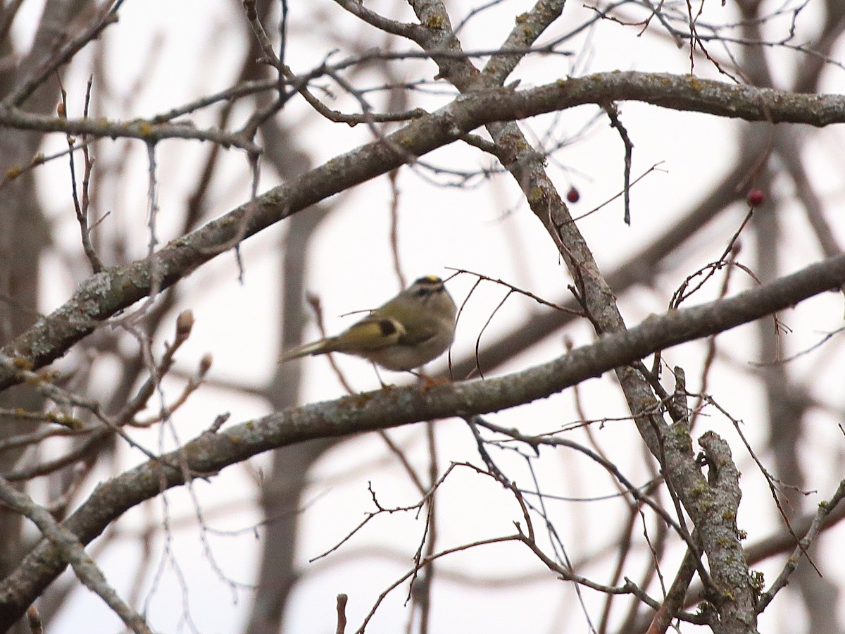 Golden-crowned Kinglet - Mark E Land