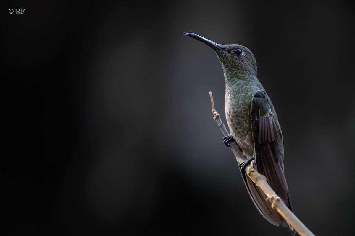 Colibrí de Cuvier - ML616452482