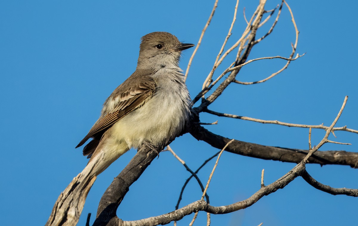 Ash-throated Flycatcher - ML616452483